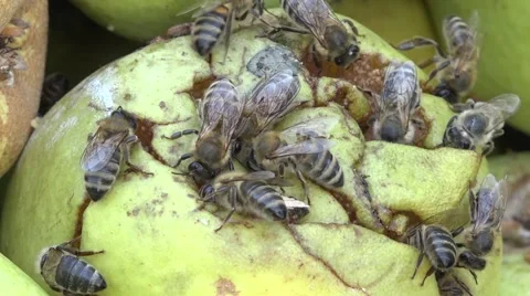 Bees drinking nectar from fruit Stock Footage 54798531