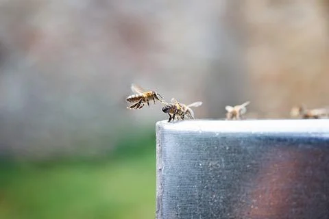 Bees drinking a water. Beekeeping concept. Flying bee. Bees love. Stock Photos