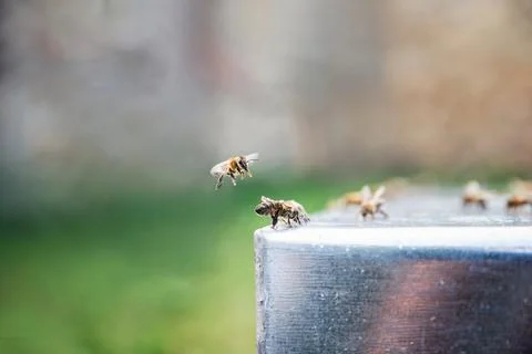 Bees drinking a water. Beekeeping concept. Flying bee. Bees love. Stock Photos