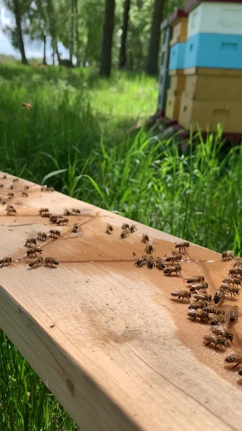 Bees Drinking From a Water Feeder, Kristianstad, Sweden - 17 May 2022 Video stock 337974541