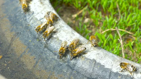 Bees drinking water. Stock Footage 62220623