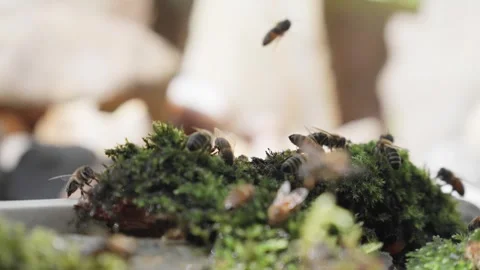 Bees drinking water from the green mos in sunny day Stock Footage 243133947