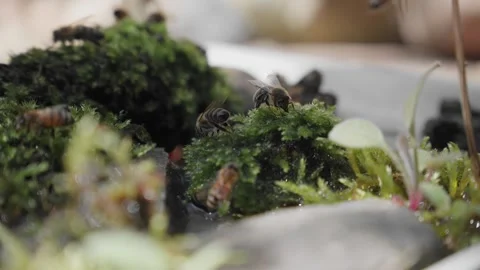 Bees drinking water from the green mos behinde grey stone Stock Footage 243133961