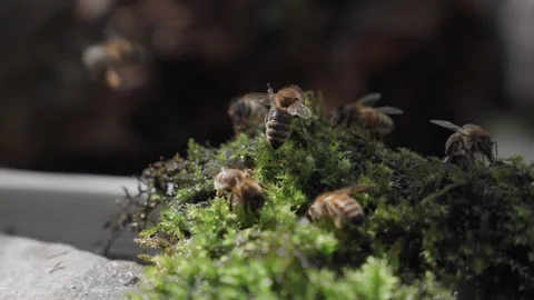 Bees drinking water from the green mos Stock Footage 243134151
