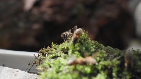 Bees drinking water from the green mos in sunny day Stock Footage 243134171