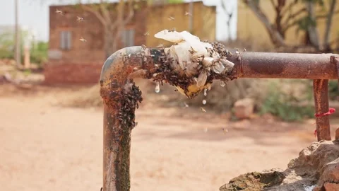 Bees drinking water from an old iron water pipe, Stock Footage 284440932