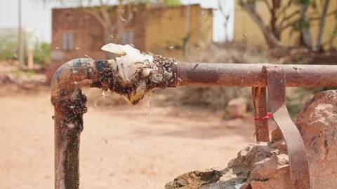 Bees drinking water from an old iron water pipe or tap Stock Footage 284440937