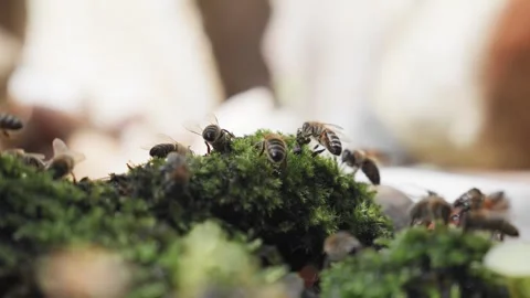 Bees drinking water from the pond behaind the green mos Stock Footage 243134102