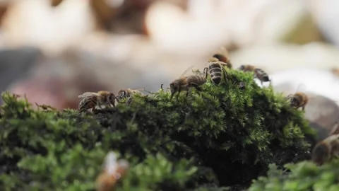 Bees drinking water from the river near green mos Stock Footage 243134101