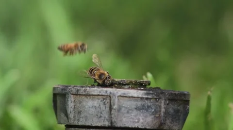 Bees drinking water from sprinkler 스톡 동영상 7769316