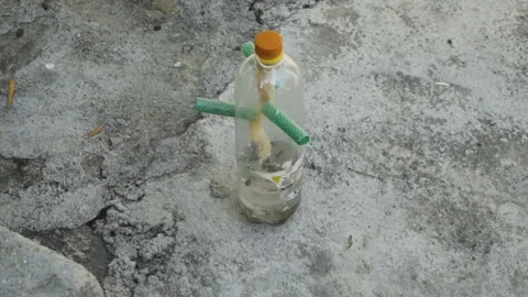 Bees dying in a bottle full of water and poison  Stock Footage 144666980