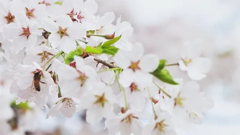 Bees eagerly collecting sweet nectar and pollen from spring cherry blossoms Stock Footage 170114981