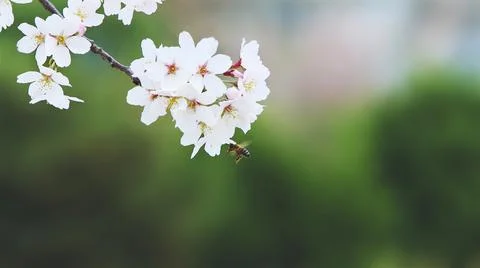 Bees eagerly collecting sweet nectar and pollen from spring cherry blossoms Fotos de archivo