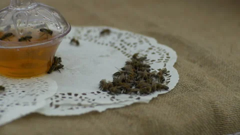 Bees eat honey 库存影片 93546884