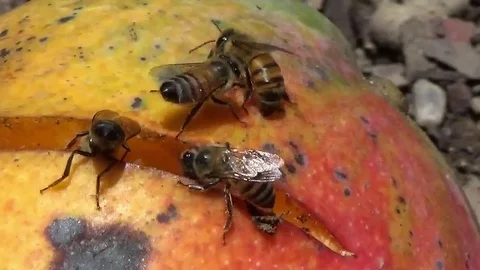 Bees eating and fighting Stock Footage 77374088