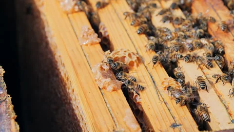 Bees eating honey Stock Footage 308862951