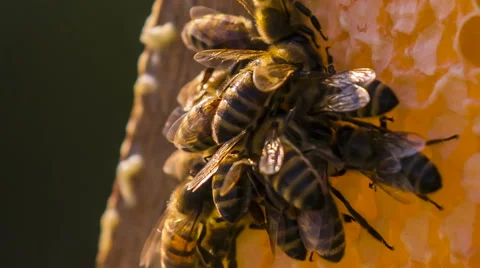 Bees Eating Honey. Macro Stock Footage 43015729