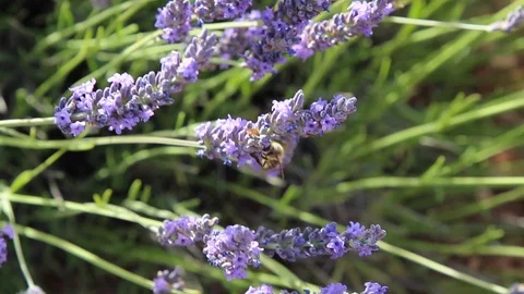 Bees eating in the lavender fields in bloom 動画素材 127245656