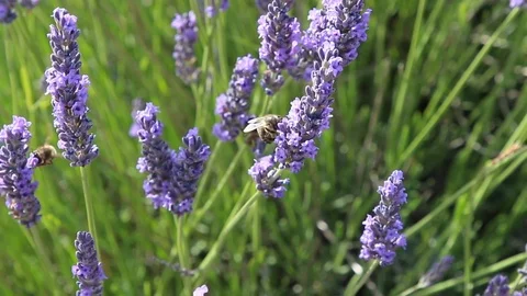 Bees eating in the lavender fields in bloom 動画素材 127245704