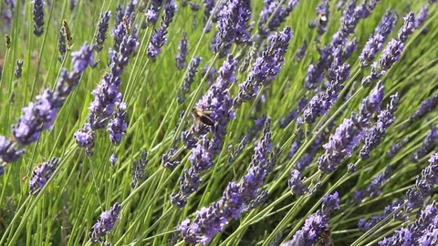 Bees eating in the lavender fields in bloom 動画素材 127245726
