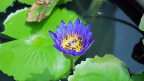 Bees eating pollen Stock Footage 253455616