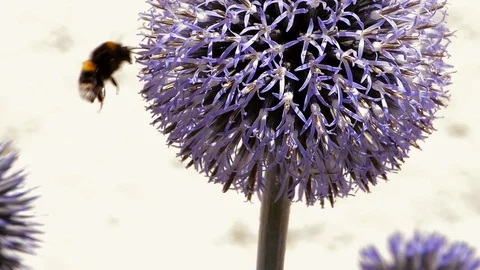 Bees on Echinops Flowers Stock Footage 92668736