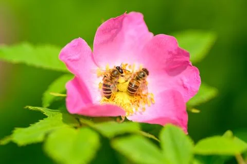 Bees Engaging in the Pollination Process of a Beautiful Pink Flower in Natures S Stock Photos