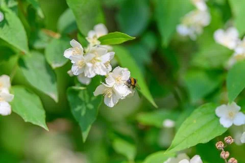 Bees engaging in the vital process of pollinating gorgeous white flowers amid lu Stock Photos
