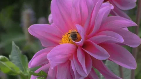 Bees enjoying Flowers Video stock 20468782