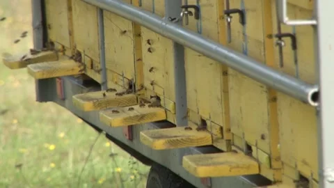 The bees enter and leave the hive Stock Footage 141976428
