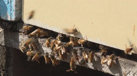 Bees enter behive medium shot 4k Stock Footage 42997263