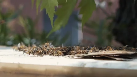Bees enter a box calling their companions. Stock-Footage 155239111