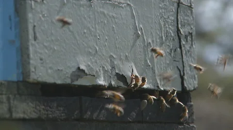 Bees enter hive close 2 Stock Footage 40281963