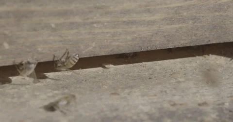 Bees enter hive close up Stock Footage 220576303