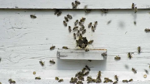Bees enter the hive Stock Footage 81162764