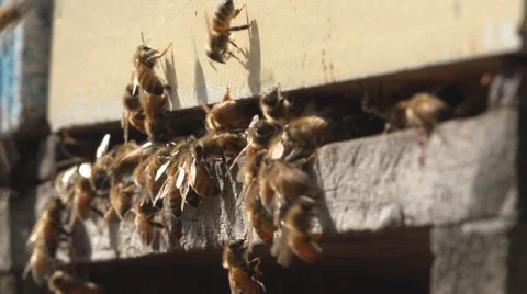 Bees enter hive low shot 4k Stock Footage 42991126