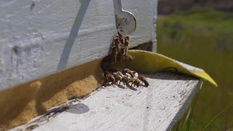 Bees entering and exiting beehive in nature Stock Footage 129432792