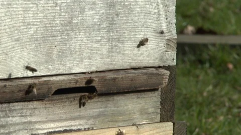 Bees Entering and Exiting a Hive Stock Footage 71244650