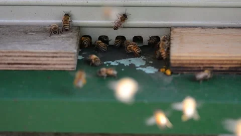 Bees entering and exiting hive – close‑up beekeeping footage Video stock 330498275
