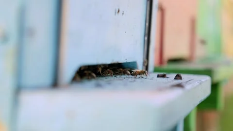 Bees Entering and Leaving the Hive in Slow Motion Stock Footage 311755156