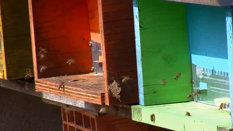 Bees entering and leaving two beehives Stock Footage 105657754