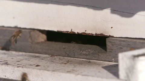 Bees entering a bee hive, close up. Видео 73333272