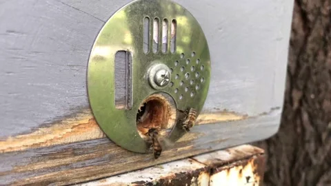 Bees entering a bee trap through an entrance disc. HD 4K Stock-Footage 204092478