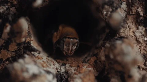 Bees entering a beehive Video stock 128137298