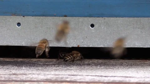 Bees entering the hive Stock Footage 77461208