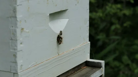 Bees Entering Hive MS Stock Footage 39223313