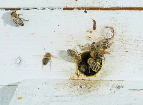 Bees entering the hive Stock Photos