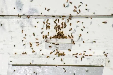 Bees entering the hive Stock Photos