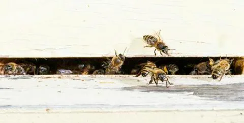 Bees entering the hive Stock Photos