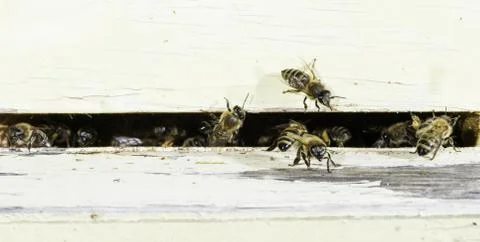 Bees entering the hive Stock Photos